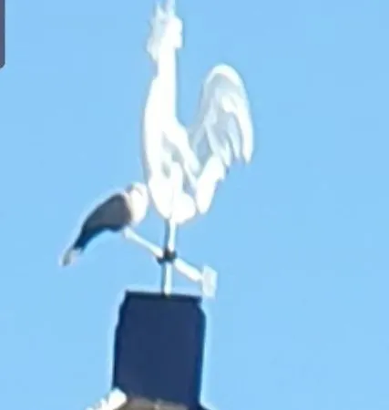 Vodenica Dren - Std Dren Apartament