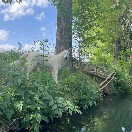 Vodenica Dren - Std Dren *