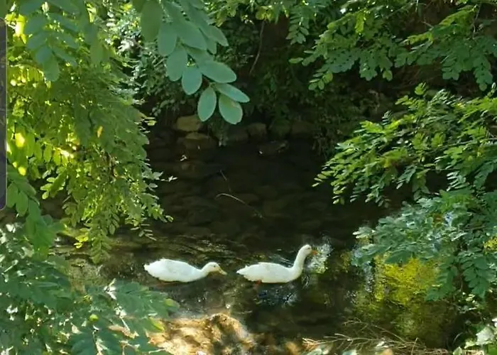 Vodenica Dren - Std Dren Mionica