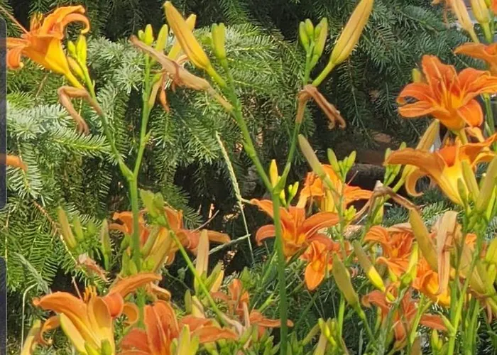 Vodenica Dren - Std Dren 公寓 *