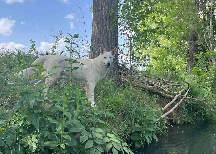 Vodenica Dren - Std Dren *